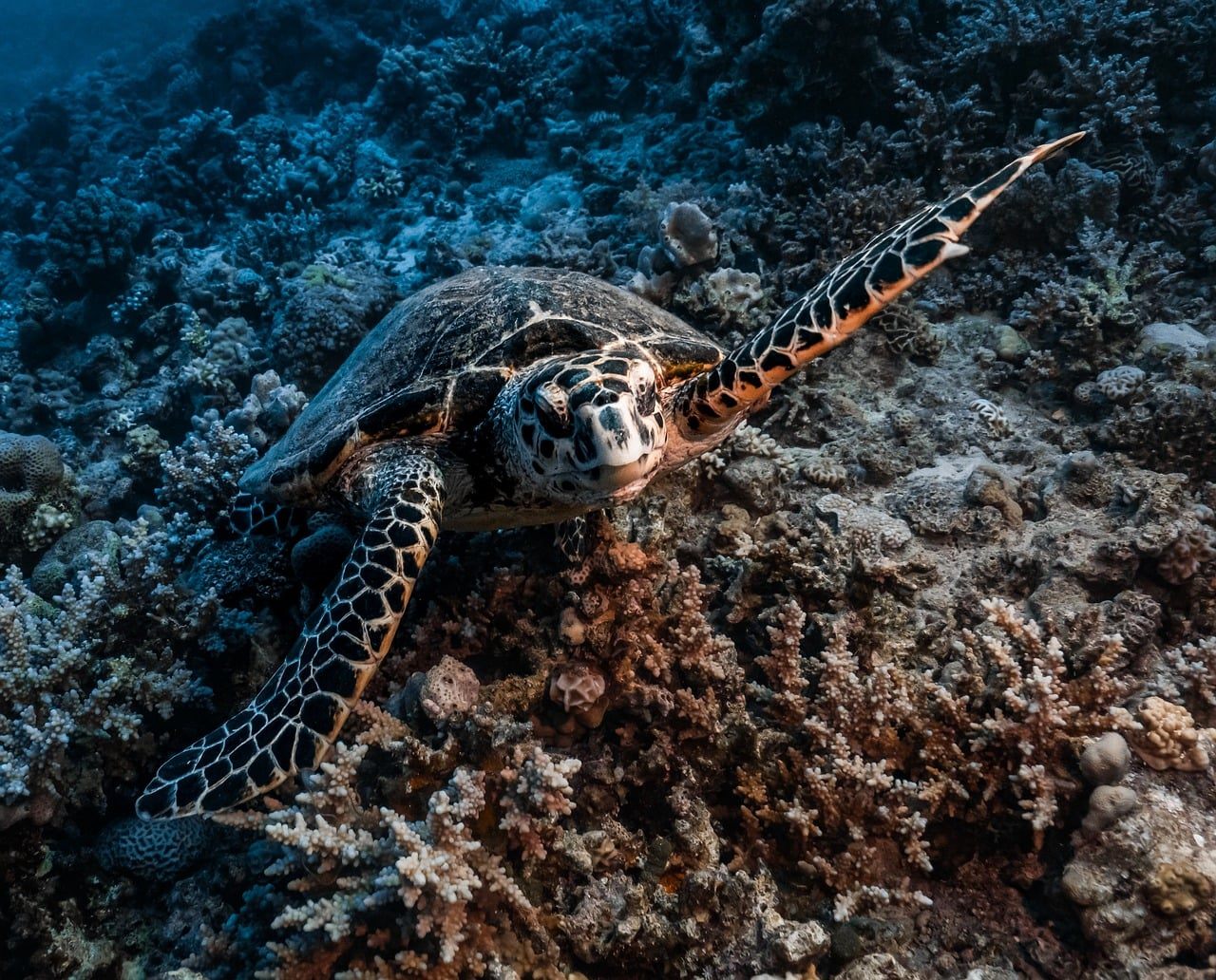 A stretch of coral reef bleached ghostly white beneath clear tropical water, with a few fish drifting over the pale skeletons