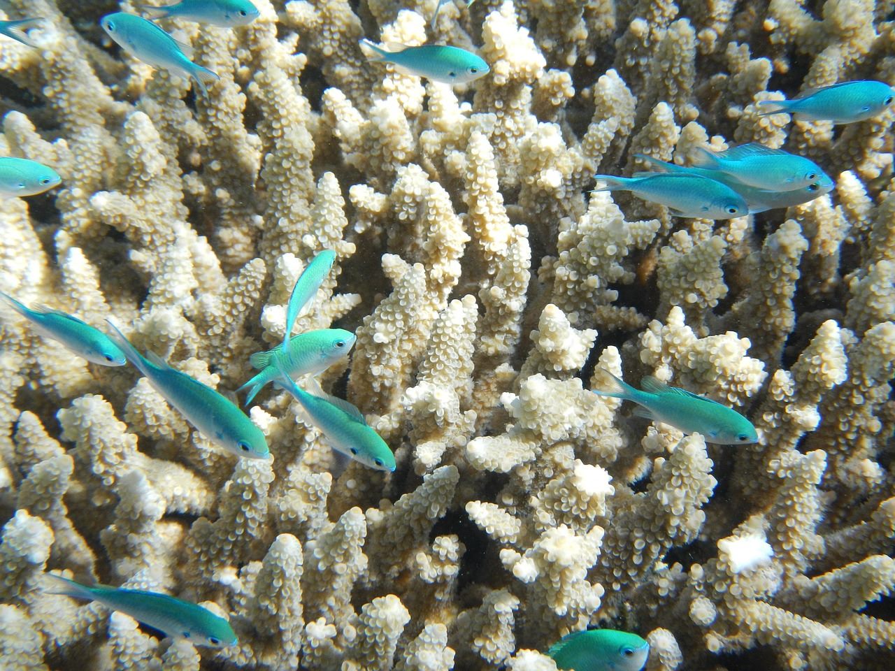 A diver attaching young nursery-grown coral fragments to a steel restoration frame on a recovering reef