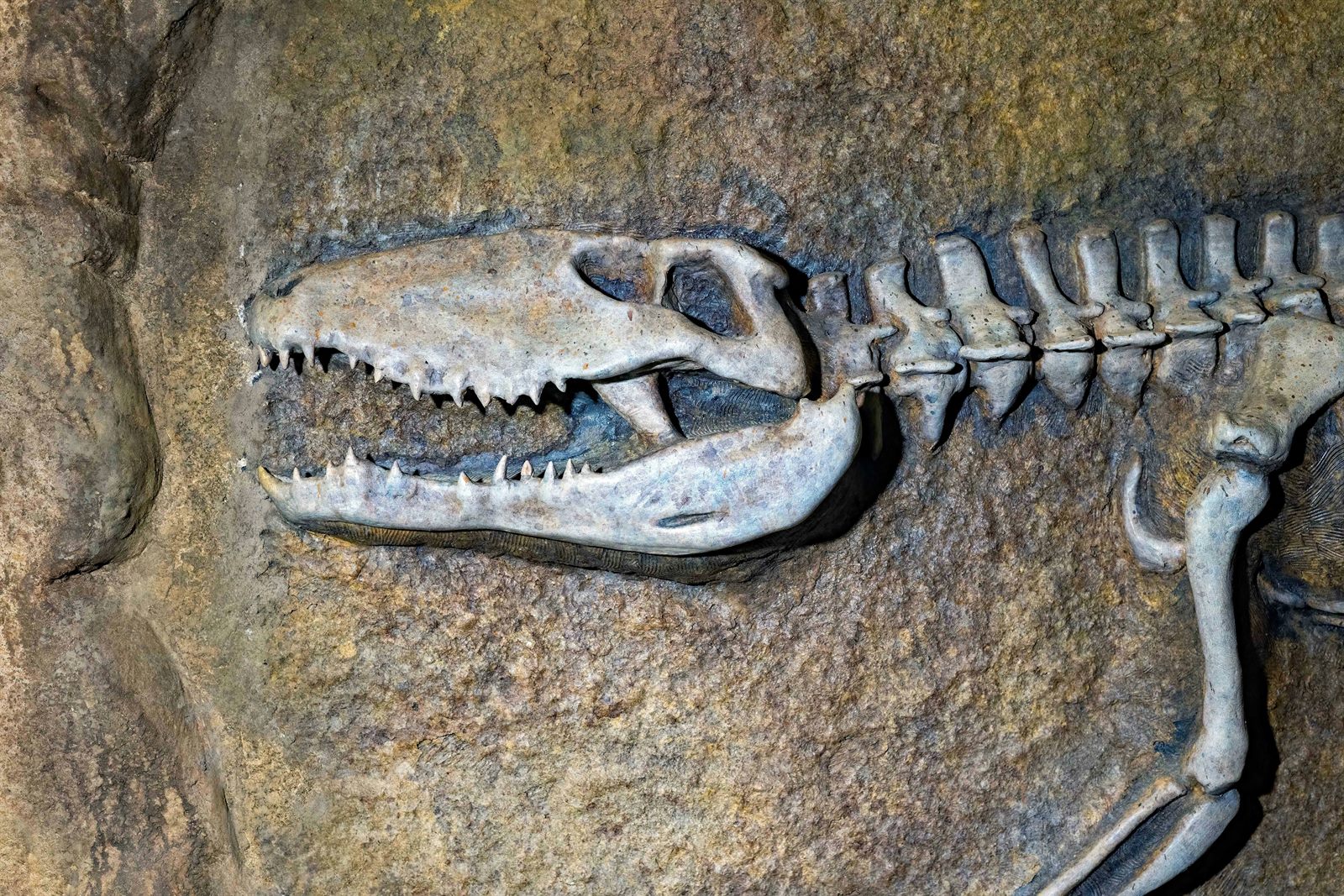 A volunteer at a laptop transcribing handwritten labels from photographs of fossil specimens on screen